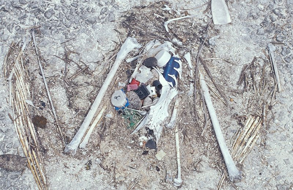 Cadavre d'albatros contenant des déchets en plastique