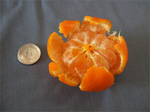 Mandarine komikan